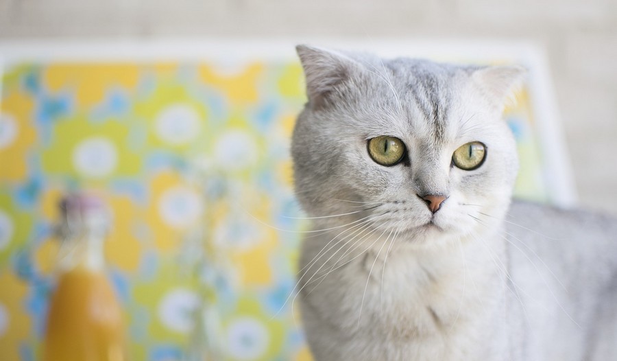 7 qualités du chat dont on peut s'inspirer pour le travail : Femme Actuelle  Le MAG